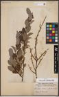 Foto von Salix aurita L. x Salix starkeana Willd.